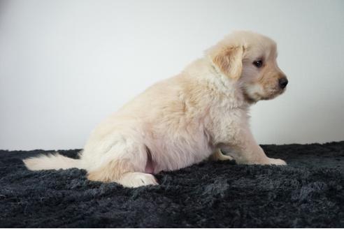 成約済の奈良県のゴールデンレトリーバー-126620の3枚目
