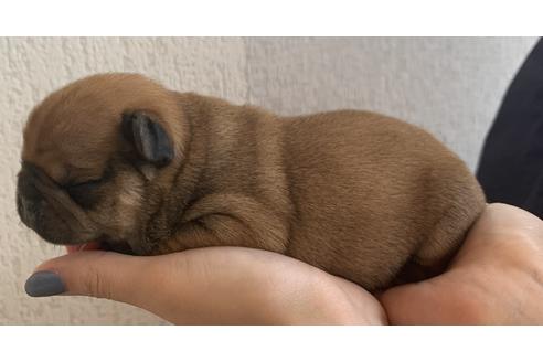 成約済の茨城県のその他の犬種-126628の4枚目