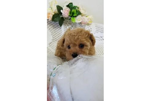 成約済の千葉県のティーカッププードル-126631の3枚目