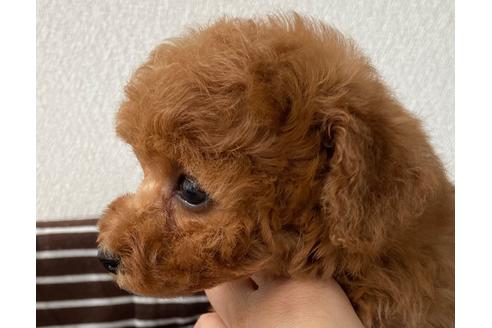 成約済の岡山県のタイニープードル-125805の3枚目