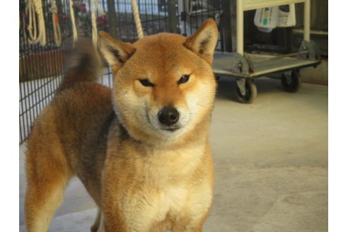 成約済の岡山県の柴犬-122122