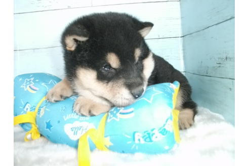 成約済の埼玉県の柴犬-126632の1枚目