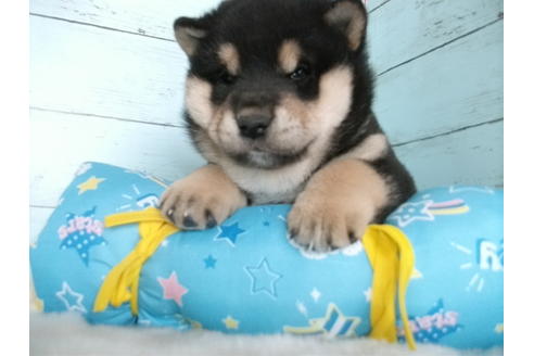 成約済の埼玉県の柴犬-126632の5枚目
