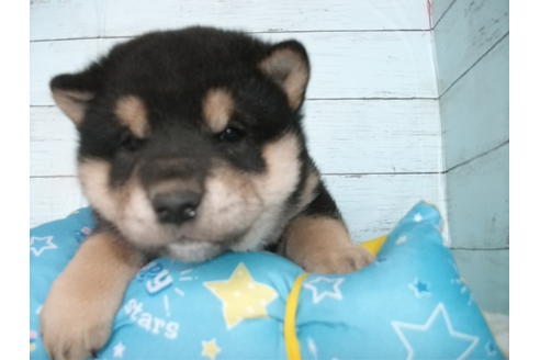 成約済の埼玉県の柴犬-126632の3枚目