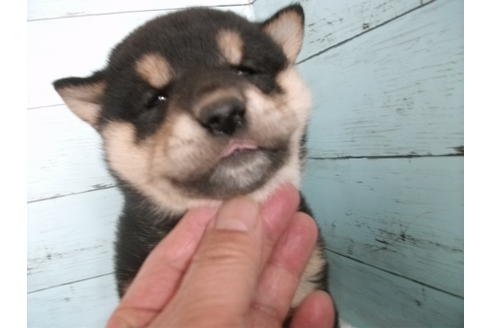 成約済の埼玉県の柴犬-126632の2枚目