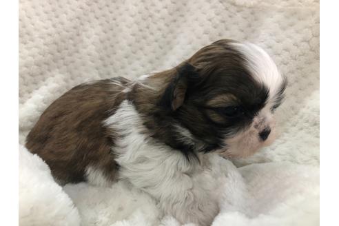 成約済の京都府のシーズー-126633の2枚目