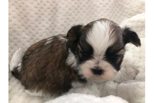 成約済の京都府のシーズー-126633