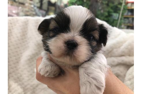 成約済の京都府のシーズー-126633の5枚目