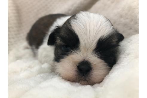 成約済の京都府のシーズー-126634