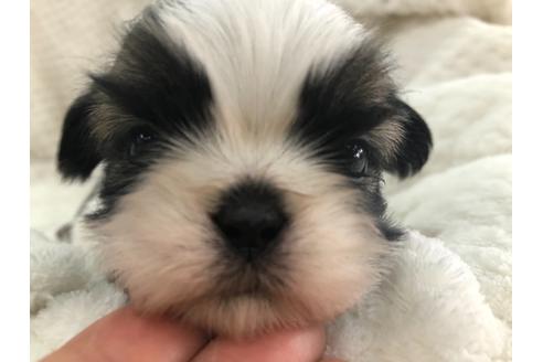 成約済の京都府のシーズー-126634の2枚目