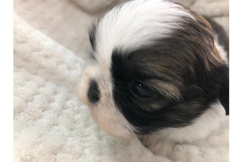 成約済の京都府のシーズー-126634の3枚目