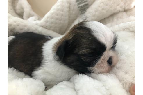 成約済の京都府のシーズー-126634の5枚目