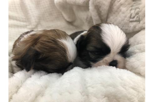 成約済の京都府のシーズー-126634の6枚目