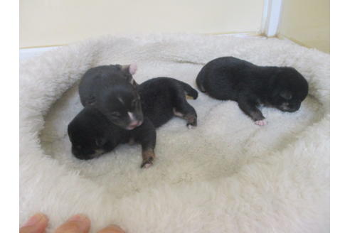 成約済の岡山県の豆柴-126635の18枚目