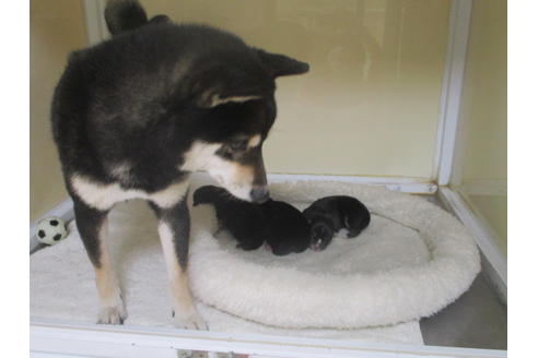 成約済の岡山県の豆柴-126635の17枚目