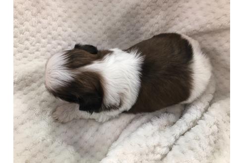 成約済の京都府のシーズー-126643の2枚目