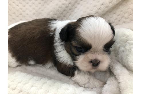 成約済の京都府のシーズー-126643の3枚目