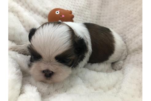 成約済の京都府のシーズー-126643の4枚目