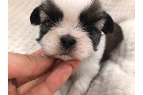 成約済の京都府のシーズー-126644の2枚目