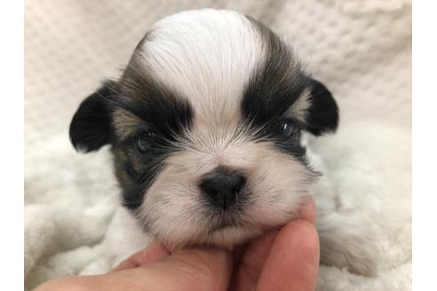 成約済の京都府のシーズー-126644