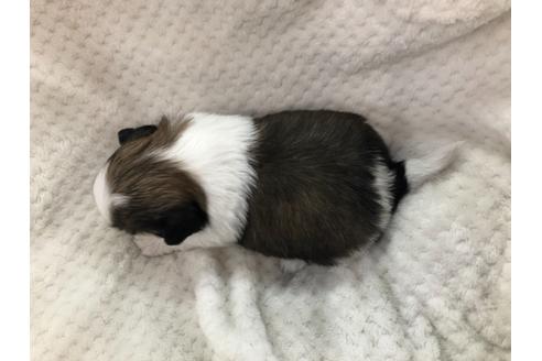 成約済の京都府のシーズー-126644の4枚目