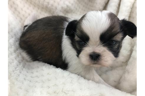 成約済の京都府のシーズー-126644の5枚目