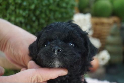 成約済の京都府のチワプー:チワワ×トイプードル-126654