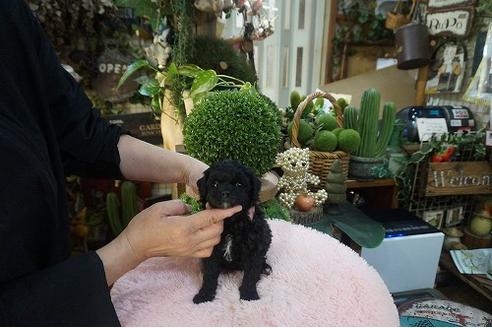 成約済の京都府のチワプー:チワワ×トイプードル-126654の3枚目