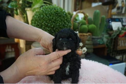 成約済の京都府のチワプー:チワワ×トイプードル-126654の2枚目