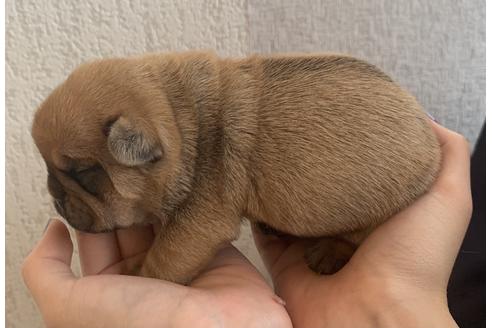 成約済の茨城県のその他の犬種-126665の11枚目