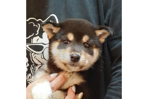 成約済の富山県の柴犬-126668の2枚目