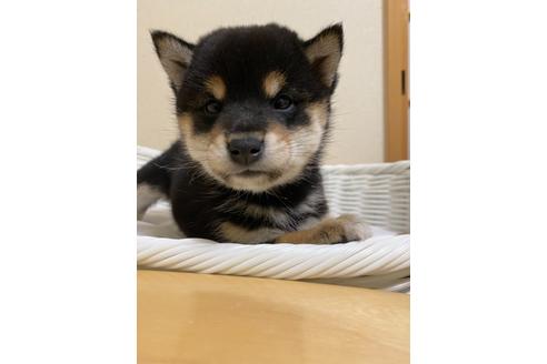 成約済の兵庫県の豆柴-126675の1枚目