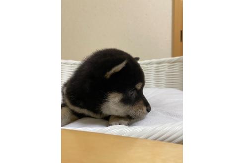 成約済の兵庫県の豆柴-126676の3枚目
