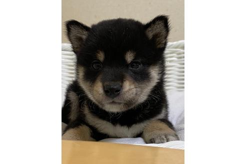 成約済の兵庫県の豆柴-126676の2枚目