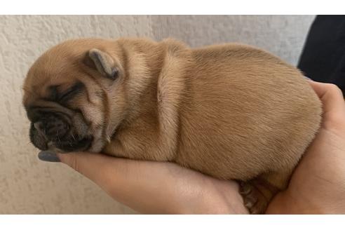 成約済の茨城県のその他の犬種-126677の4枚目