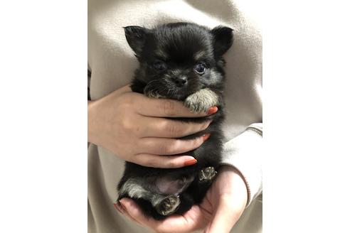 成約済の滋賀県のチワワ(ロングコート)-124376の3枚目