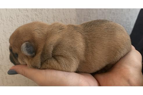 成約済の茨城県のその他の犬種-126688の7枚目