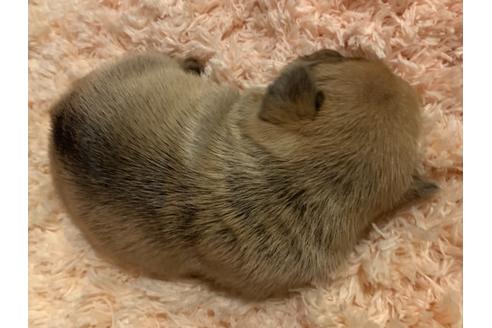 成約済の茨城県のその他の犬種-126677の2枚目