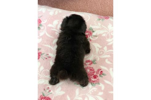 成約済の香川県のペキニーズ-126723の2枚目