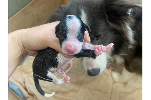 成約済の福岡県のボーダーコリー-126617の2枚目