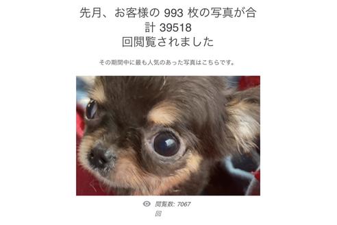 成約済の埼玉県のチワワ(ロングコート)-113380の4枚目