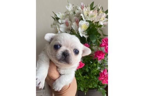 成約済の岡山県のミックス犬-126747の1枚目