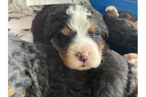 バーニーズマウンテンドッグの子犬を探す｜ブリーダーナビ