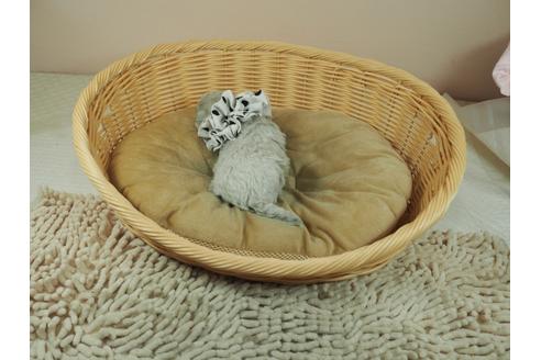 成約済の埼玉県のマルチーズ-126765の4枚目