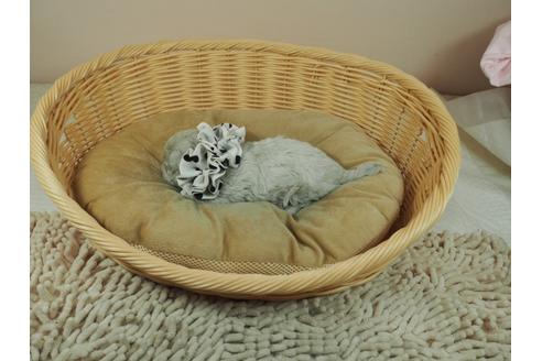 成約済の埼玉県のマルチーズ-126765の3枚目
