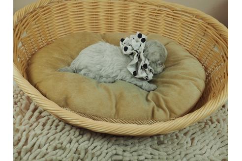 成約済の埼玉県のマルチーズ-126765の2枚目