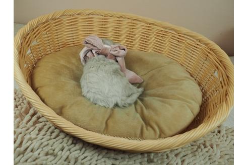 成約済の埼玉県のマルチーズ-126766の4枚目
