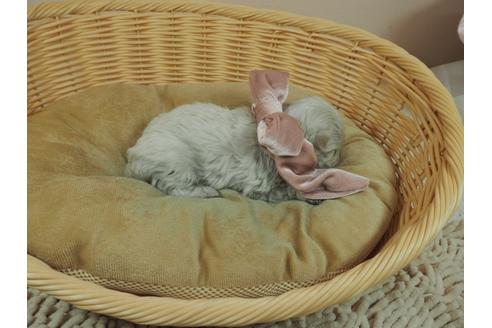 成約済の埼玉県のマルチーズ-126766の2枚目