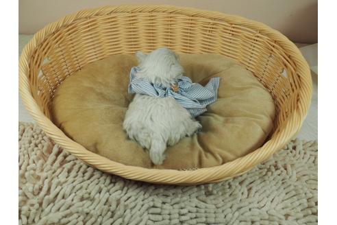 成約済の埼玉県のマルチーズ-126767の4枚目