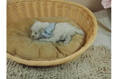 成約済の埼玉県のマルチーズ-126767の3枚目